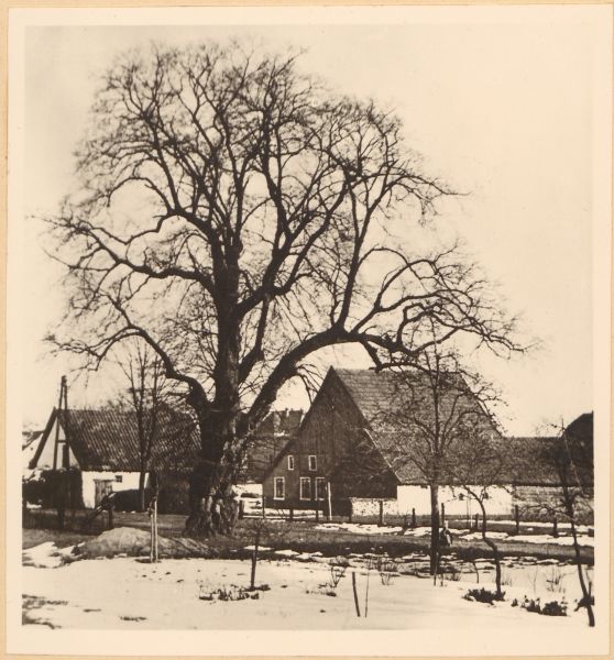 Datei:HAU 007 Franzosenlinde HSA 261a.jpg