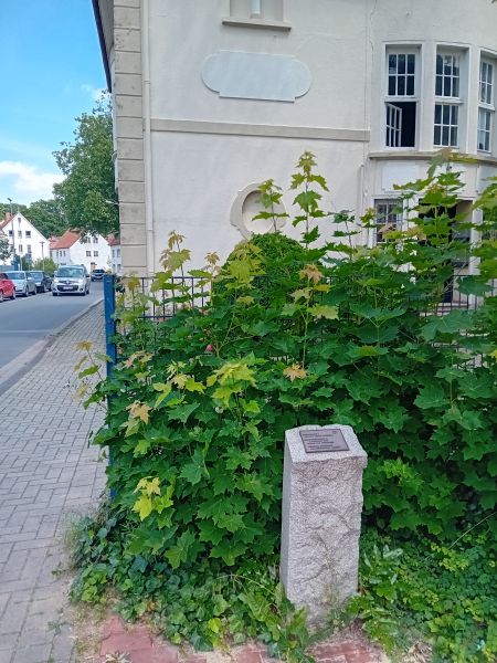 Datei:Werthauer u Goldstein 2.jpg